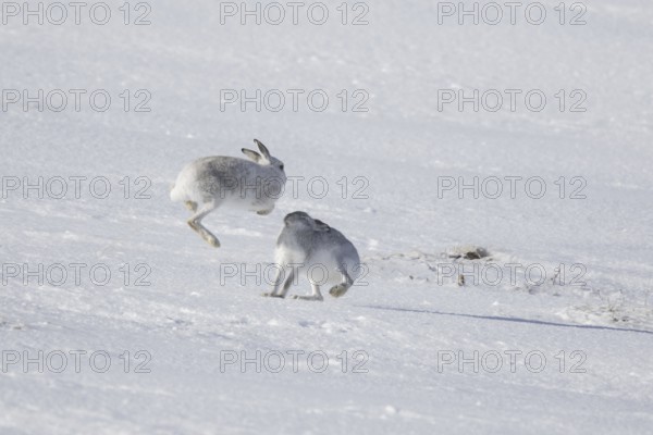Fighting mountain hare (Lepus timidus), Alpine hares, snow hare female in white winter pelage