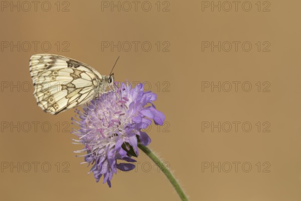 Marbled white (Melanargia galathea) butterfly adult feeding on a Field scabious (Knautia arvensis)