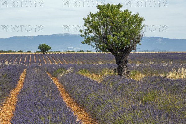 Trees in a lavender field, flowering true lavender (Lavandula angustifolia), near Puimoisson,