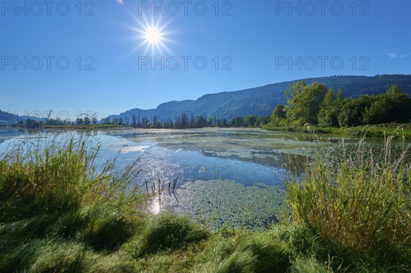 Moorland, sun, moor, summer, Bleistätter Moor, Steindorf am Ossiacher See, Lake Ossiach, Carinthia,