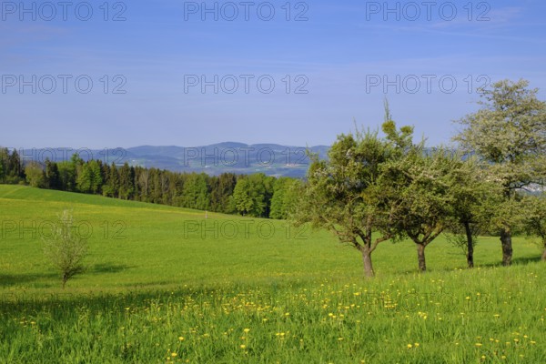 Landscape near Summerau, near Freistadt, Mühlviertel region, Upper Austria, Austria, Europe