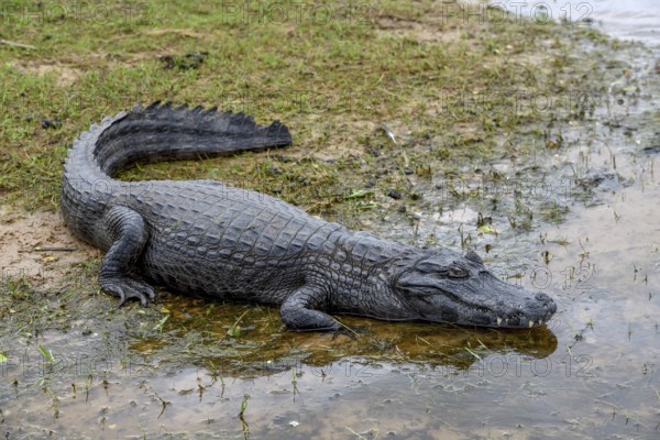 Yacare caiman (Caiman yacare), near Colonia Carlos Pellegrini, Esteros del Iberá, Province of