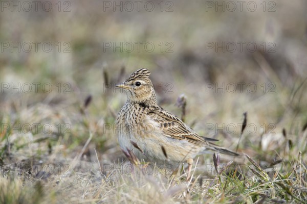 Eurasian skylark (Alauda arvensis) foraging on the ground in spring