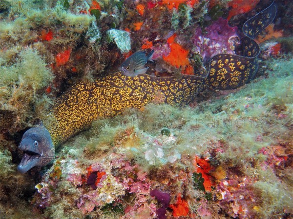 Mediterranean moray (Muraena helena), dive site marine reserve Cap de Creus, Rosas, Costa Brava,
