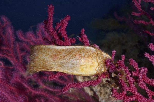 Egg capsule of nursehound (Scyliorhinus stellaris) on violescent sea-whip (Paramuricea clavata) in