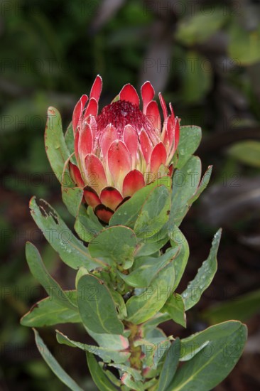 King protea (Protea cynaroides), South Africa, Africa