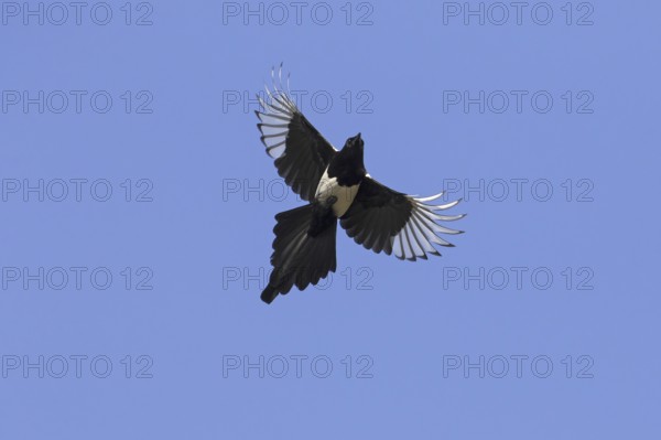 Eurasian magpie (Pica pica), common magpie in flight against blue sky