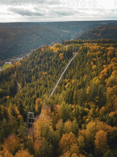 Wildline suspension bridge in autumn forest, Sommerberg, Black Forest, Bad Wildbad, Germany, Europe