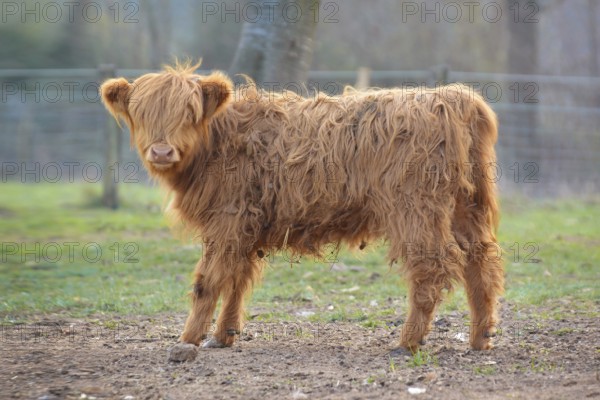 Full view of a cute young Scottish Highland Cattle calf with light brown long and scraggy fur