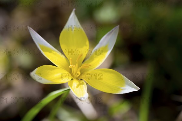 White-yellow flower of a Tarda tulip (Tulipa urumiensis), Bavaria, Germany, Europe