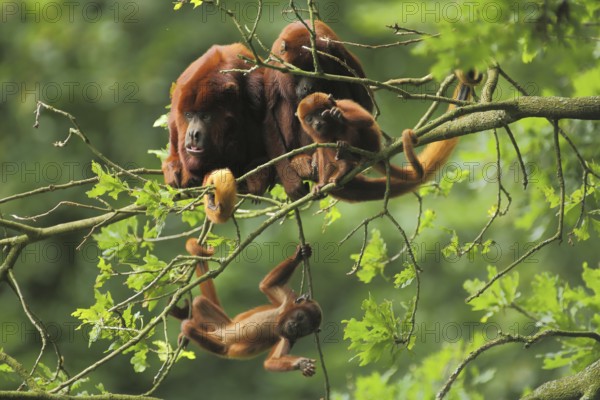Venezuelan red howler (Alouatta seniculus), four, adult, family, juvenile, climbing, down, hanging,