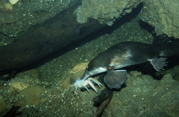 Duck-billed platypus (Ornithorhynchus anatinus), platypus, egg-laying mammals