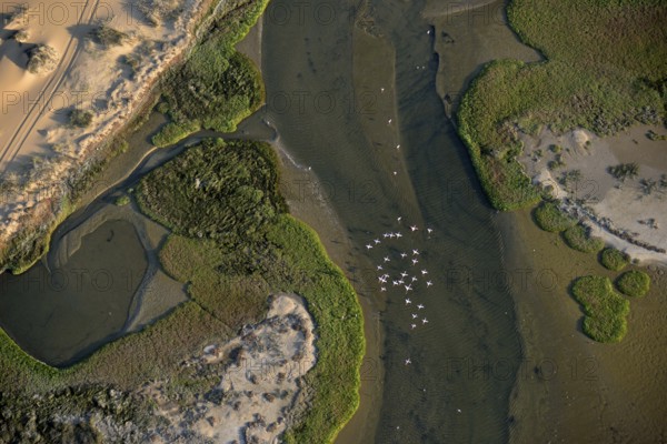 Aerial view, flock of flamingos (Phoenicopterus roseus) above Sandwich Harbour, Namib-Naukluft