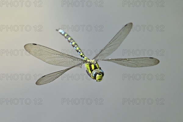 Emperor dragonfly (Anax imperator), in flight, Selger Moor, Canton Zurich, Switzerland, Europe