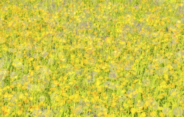 Wildflower meadow, buttercups (Ranunculaceae), oil painting, yellow flowers creative, different