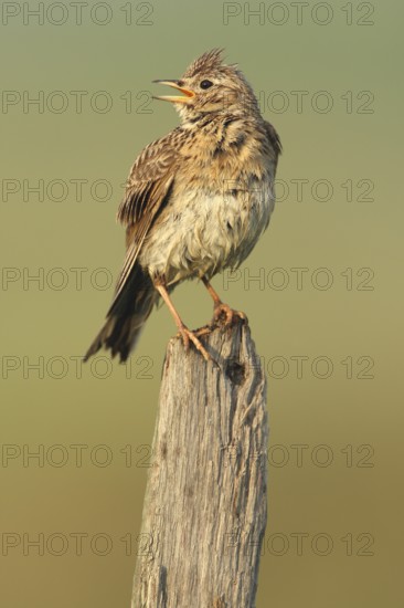 Eurasian Skylark (Alauda arvensis) singing from fence pole along field