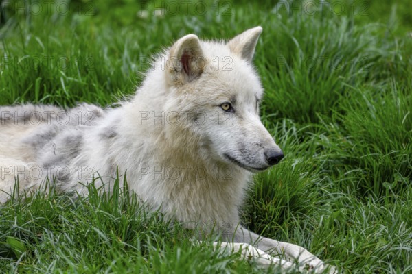 Arctic wolf (Canis lupus arctos), animal portrait, lying, Parc Animalier de Sainte-Croix, Natural
