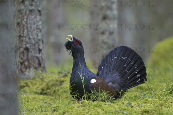Western Capercaillie (Tetrao urogallus), Wood Grouse, Heather Cock calling during courtship display