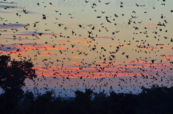 Straw-coloured Fruit Bats (Eidolon helvum), in flight at first light, Kasanka National Park,