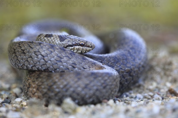 Smooth snake (Coronella austriaca), curled up, Mühldorf, Bavaria, Germany, Europe