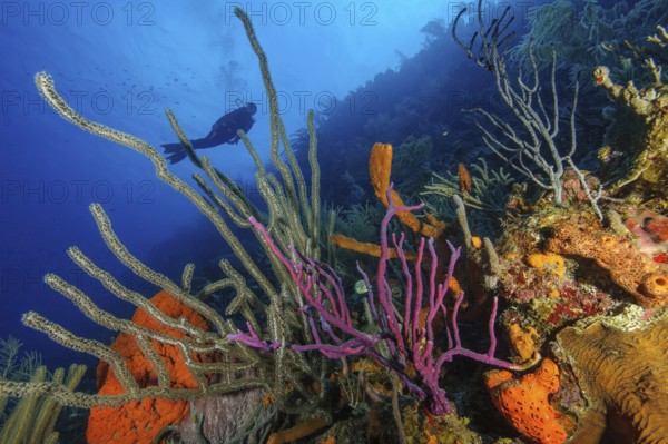 Colourful intact coral reef with Caribbean sea whip (Eunicea mammosa) in the left foreground middle