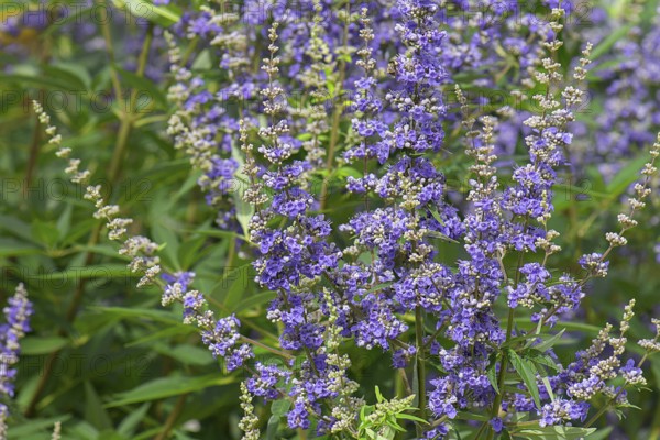 Chaste tree (Vitex agnus-castus), Bavaria, Germany, Europe
