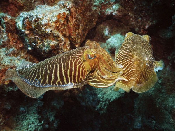 Pair of common cuttlefish (Sepia officinalis), common cuttlefish mating, dive site El Cabron Marine