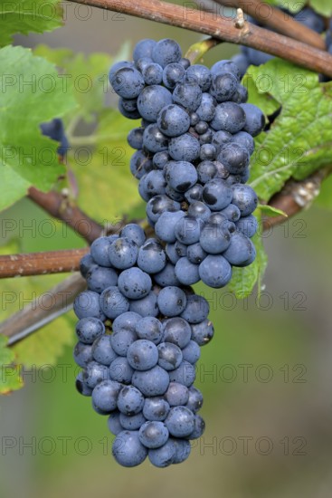 Pinot Noir grapes, Baden-Württemberg, Germany, Europe