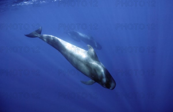 Short-finned pilot whale (Globicephala macrorhynchus) dives into the depths, Eastern Atlantic,