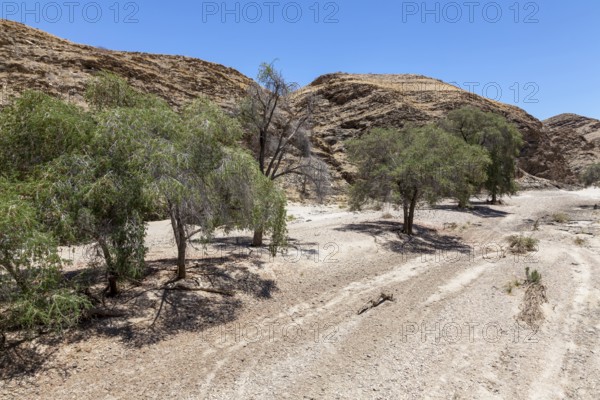 Ana trees in the dry Kuiseb River in the Hakos Mountains, Namibia, Africa