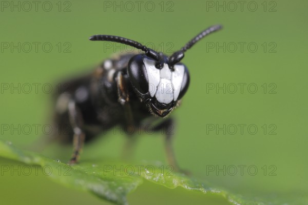 Tansy masked bee (Hylaeus nigritus), male, extreme close-up of the tiny wild bee, Isental, Bavaria,