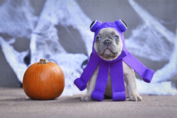 Cute French Bulldog puppy wearing funny Halloween octopus dog costume in front of traditional
