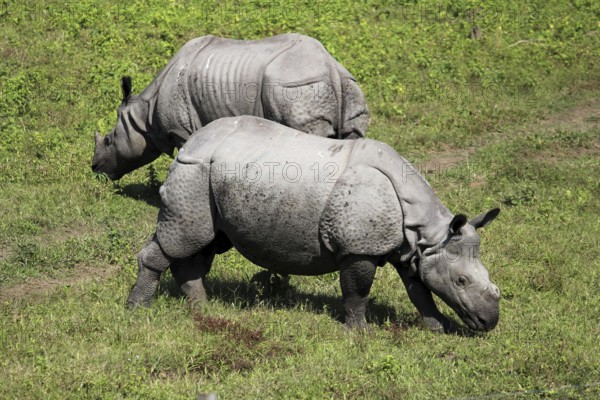 One horned or single horned rhinoceroses grazing at Kaziranga wildlife sanctuary in Assam, India,