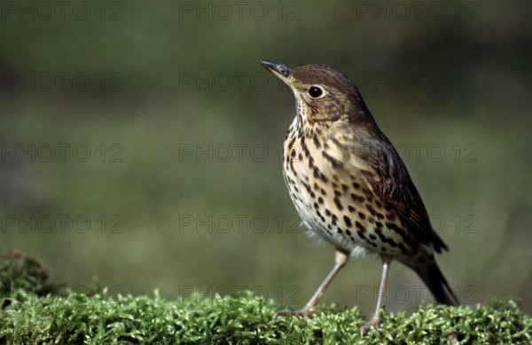 Song thrush (Turdus philomelos) portrait