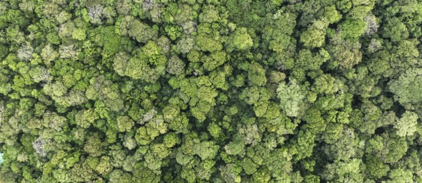 Wallpaper, aerial view, rainforest from above, Tortuguero National Park, Costa Rica, Central