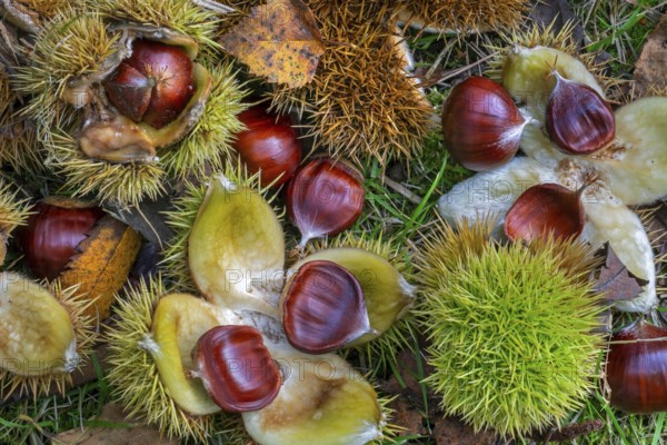 Sweet chestnut, Spanish chestnuts (Castanea sativa) close-up of fallen spiny cupules and brown nuts