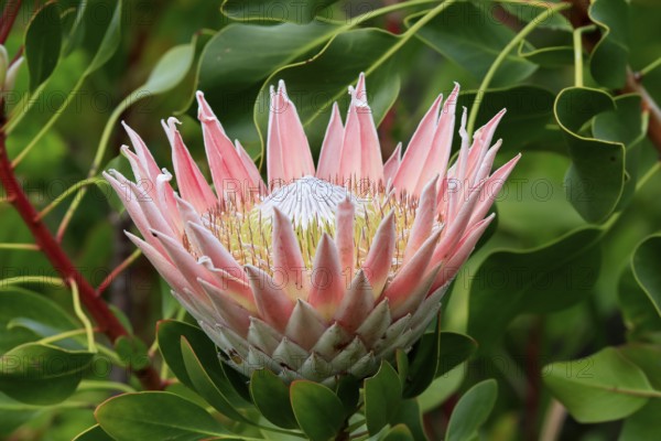 King Protea (Protea cynaroides), flower, flowering, flower, in spring, Kirstenbosch Botanical