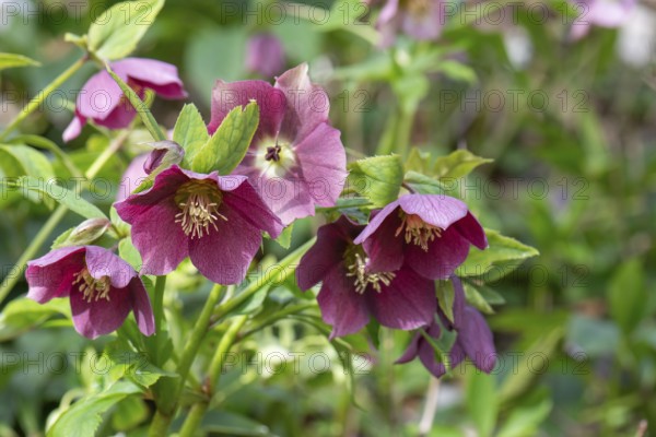 Oriental hellebore (Helleborus orientalis), Bavaria, Germany, Europe