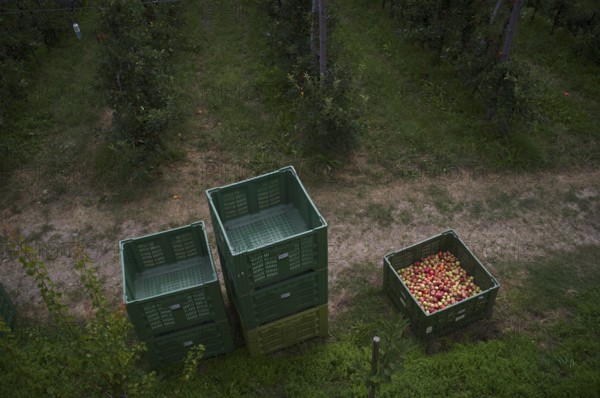 Different apple varieties, Golden Delicious, harvested, in crate, apple harvest, apple orchard,