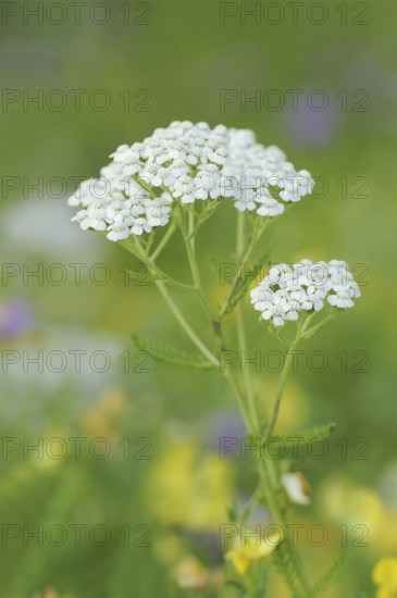 Common yarrow or common yarrow (Achillea millefolium), North Rhine-Westphalia, Germany, Europe