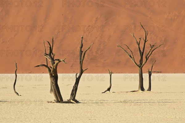 Dead camel thorn trees in the Deadvlei, Namib Desert, Namibia, Africa