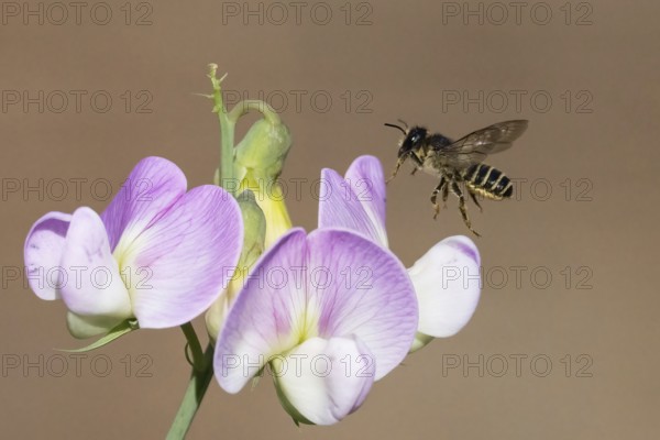 A pea moth bee (Megachile ericetorum) flies towards a purple-white flower, pea (Lathyrus odoratus),