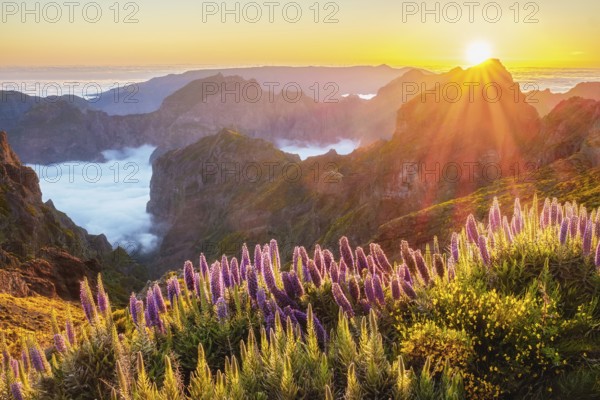 View from Pico do Arieiro of mountains over clouds with Pride of Madeira flowers and blooming