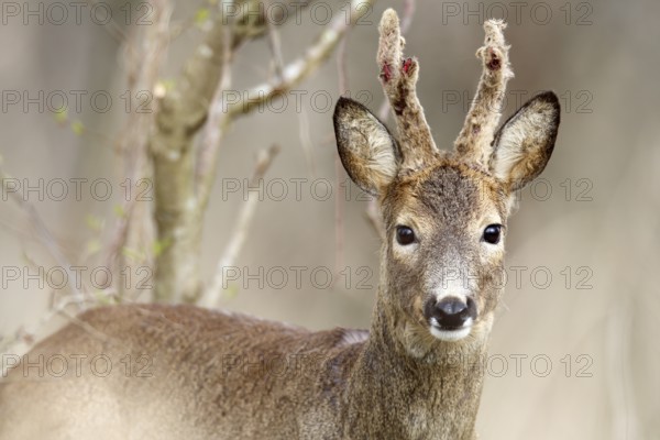 Roe deer looking head-on into the camera, surrounded by branches in the forest, European roe deer