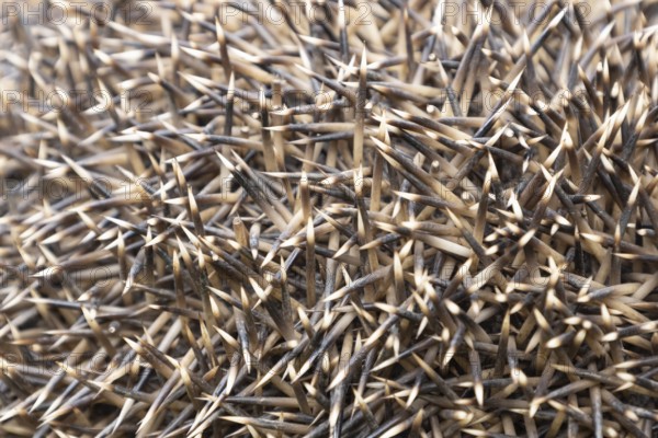 European hedgehog (Erinaceus europaeus) adult animal close up of its prickly spines, Suffolk,