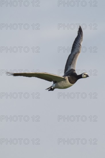 Barnacle goose or barnacle goose (Branta leucopsis) in flight over Hauke-Haien-Koog nature reserve,