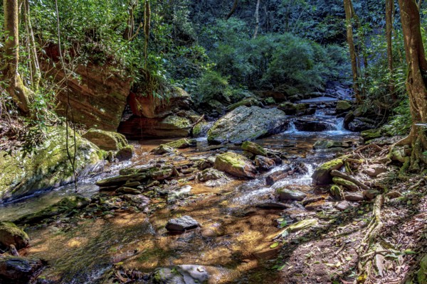 Small stream with clear waters crossing the rainforest in the state of Minas Gerais, Minas Gerais,