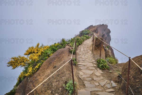 The hiking trail in mountains between Pico de Arieiro and Pico Ruivo in clouds with blooming