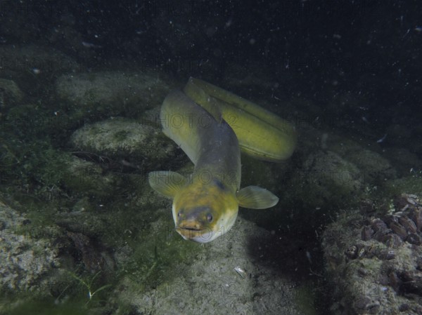 European eel (Anguilla anguilla) at night, Klosterinsel dive site, Rheinau, Canton Zurich, Rhine,