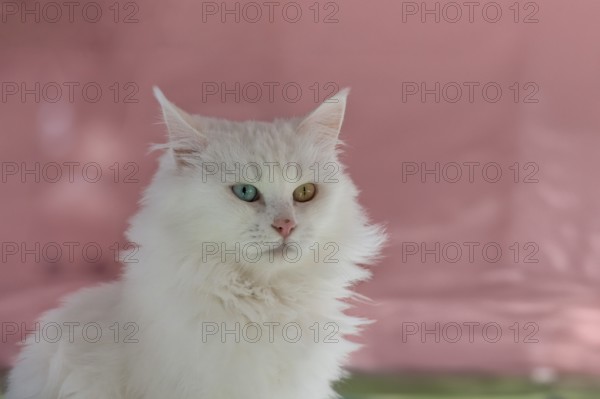 Blue and yellow odd eyed Van cat, Turkey, Asia